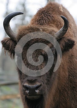 Bison