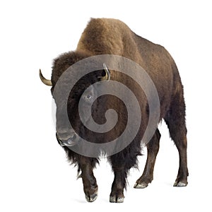 Bison