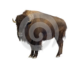 Bison photo