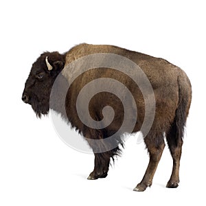 Bison