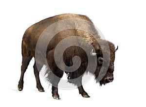 Bison