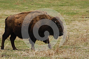 Bison photo