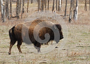 Bison photo