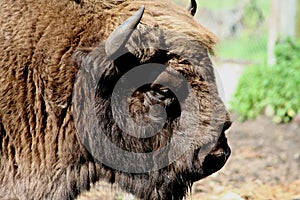 Bison