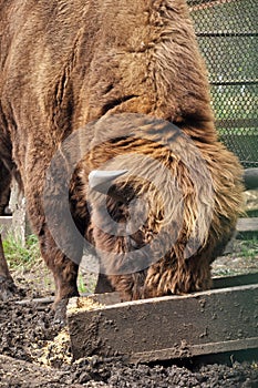 Bison