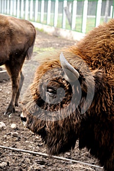 Bison