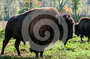 Bison