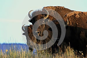 Bison photo