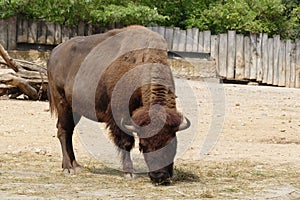 Bison