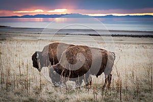 Two Bison Standing against sunset