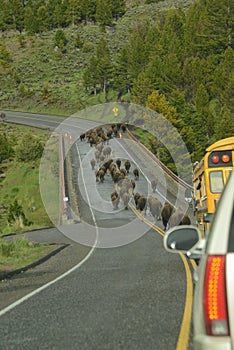 Bison aka Buffalo herd on a migration over a bridge in Yellowstone