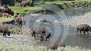 Bison along the river