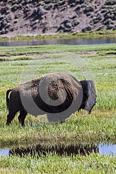 Bison along the Yellowstone River in Wyoming USA