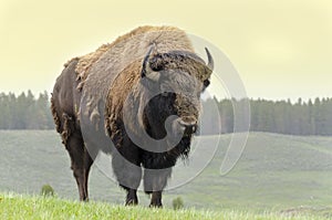 Bison in America