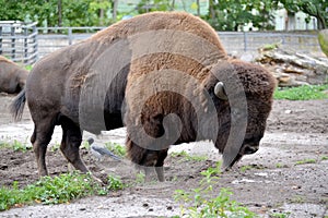 The bison American Bison bison Linnaeus costs in the shelter of a zoo