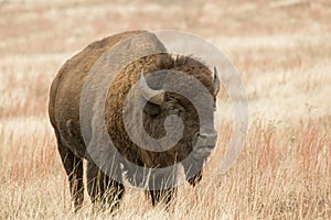 Bison or American Buffalo photo