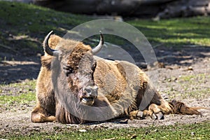 Bison - animals that live in nature reserves in Europe photo