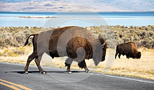 Bison , Antelope Island