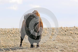 Bison on Antelope Island, Utah, in winter