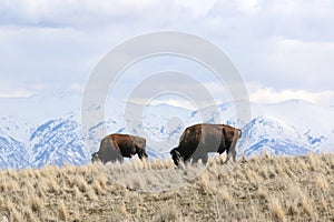 Bison on Antelope Island, Utah, in winter