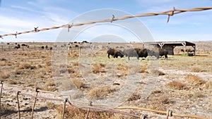 Bison as Seen Through Fence