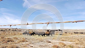 Bison as Seen Through Fence Tilt