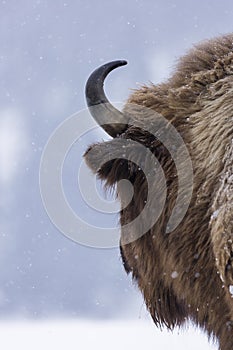 Bison or Aurochs in winter season in there habitat. Beautiful snowing