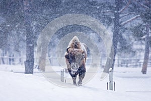 Bison or Aurochs in winter season in there habitat. Beautiful snowing