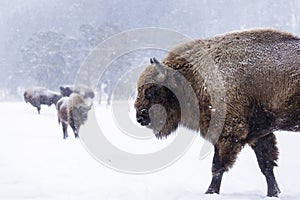 Bison or Aurochs in winter season in there habitat. Beautiful snowing