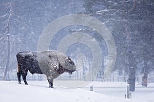 Bison or Aurochs in winter season in there habitat. Beautiful snowing