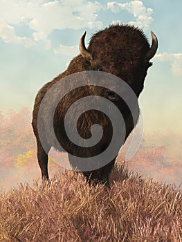 Bison in Autumn