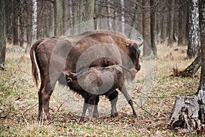 Bison in autumn forest, small bison drinks milk of bison mother, feed in their natural habitat. Prioksko-Terrasny Nature