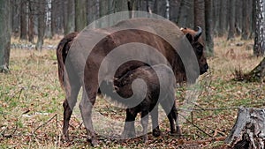 Bison in autumn forest, small bison drinks milk of bison mother, feed in their natural habitat. Prioksko-Terrasny Nature