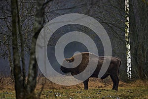 Bison in the autumn forest, sunny scene with big brown animal in the nature habitat, yellow leaves on the rain trees, Bialowieza