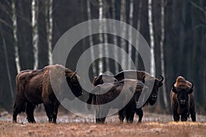 Bison in the autumn forest, sunny scene with big brown animal in the nature habitat, yellow leaves on the rain trees, Bialowieza