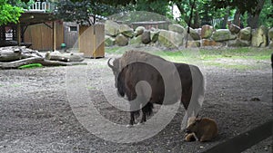 Bison with a baby bison laying on the ground in an aviary. The last representative of wild bulls. Kiev zoo. Kiev Ukraine