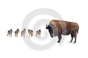 Bison on the background of a pack of wolves isolated on a white