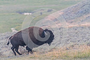 Bison Bellowing in Lamar Valley