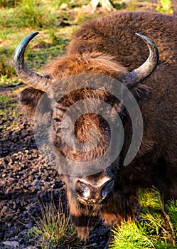 Bison in the Belovezhsky National Park. Bison head. Bison in Belovezhskaya Pushcha in Belarus