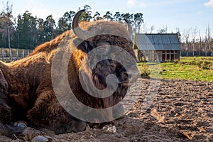 Bison in the Belovezhsky National Park. Bison head. Bison in Belovezhskaya Pushcha in Belarus