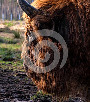 Bison in the Belovezhsky National Park. Bison head. Bison in Belovezhskaya Pushcha in Belarus