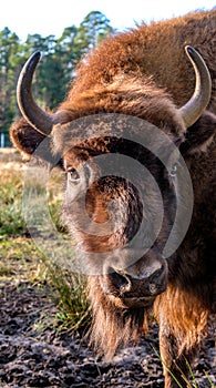 Bison in the Belovezhsky National Park. Bison head. Bison in Belovezhskaya Pushcha in Belarus