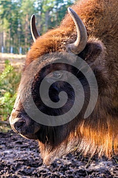 Bison in the Belovezhsky National Park. Bison head. Bison in Belovezhskaya Pushcha in Belarus