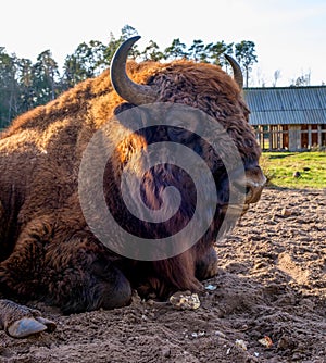 Bison in the Belovezhsky National Park. Bison head. Bison in Belovezhskaya Pushcha in Belarus