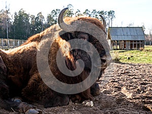 Bison in the Belovezhsky National Park. Bison head. Bison in Belovezhskaya Pushcha in Belarus