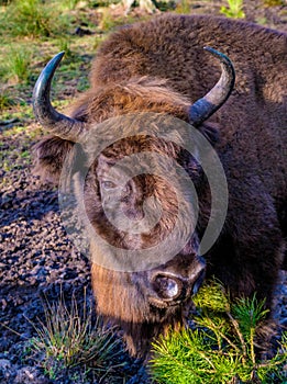 Bison in the Belovezhsky National Park. Bison head. Bison in Belovezhskaya Pushcha in Belarus