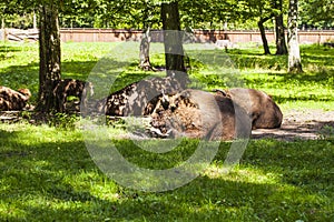 Bison in Bialowieza National Park