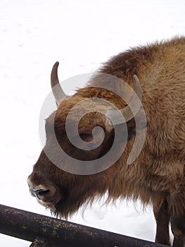 Bison at Bialowieza National Park, Poland