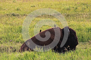 Bison with Birds