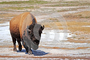 Bison at Upper Geyser Basin, Yellowstone National Park, Wyoming photo